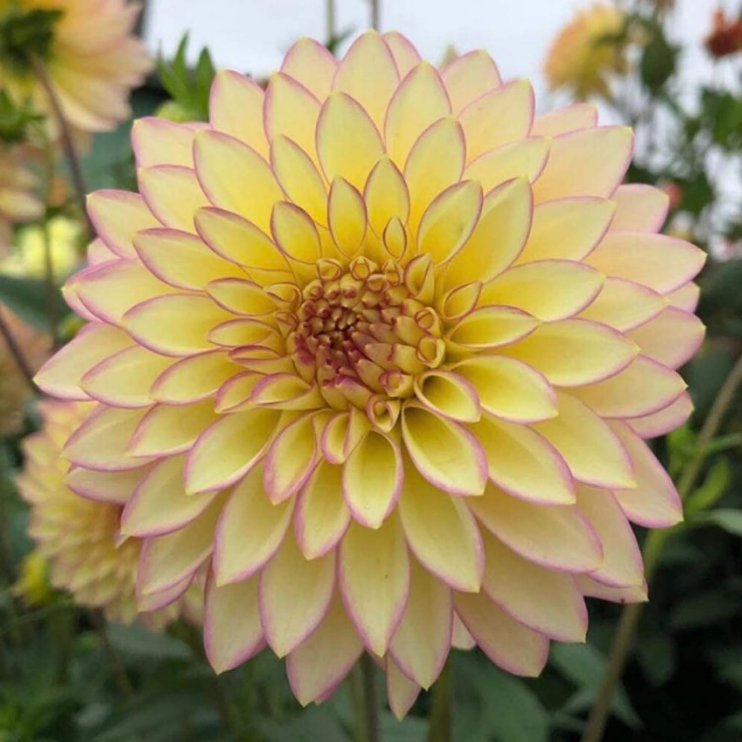 200 Dahlia Flower Seeds for Planting- Non-GMO Heirloom, Multi-Color Pompon Blooms Attract Pollinators, Rapid Outdoor Landscaping
