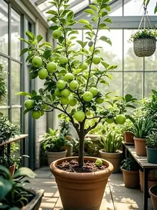 50 PCS Green Apple Seeds for Backyard Garden Beds and Patio Containers, Fruit Tree Seeds Only Not Live Plants