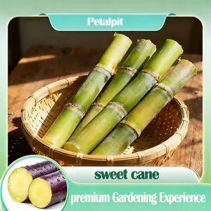 Sugarcane Seeds -  High-Yield  Easy to Survive & Grow, Perfect for Home Fruit Planting Fresh Sweet with Mellow Aftertaste !