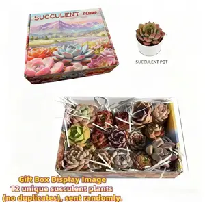 Mix & Match Succulents (1/12/15 Pcs) – Wide Variety, Easy Care & Perfect for Beginners. Ideal Desk Decor! Plant