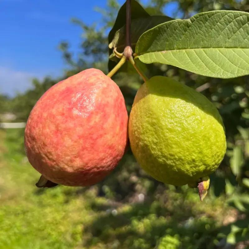Guava Seeds for Potted Plants Greenhouses & Outdoor Gardens Easy to Cultivate Fruit Tree Seeds Ideal for Gardening Enthusiasts