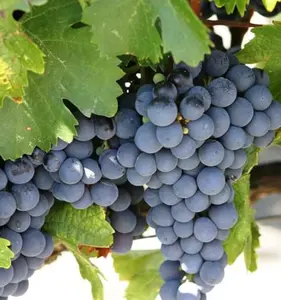 500+Kyoho Grape Seeds  – Non-GMO, Easy to Grow, Sweet & Juicy Grapes, High Yield Grape Vine for Home Garden & Containers