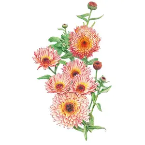 Zeolights Calendula (Pot Marigold) Seeds