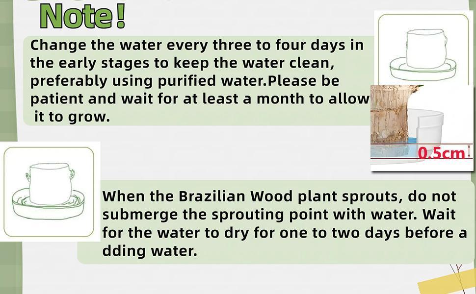 2026 New Brazilian Lucky Tree Live Plant – Indoor Easy Care Lucky Wood, Wealth & Good Fortune Symbol, Decorative Houseplant with Mysterious Doll & Base, Beginner-Friendly Brazilian Lucky Wood for Home, Office, Desk, Feng Shui Decor & Unique Gift