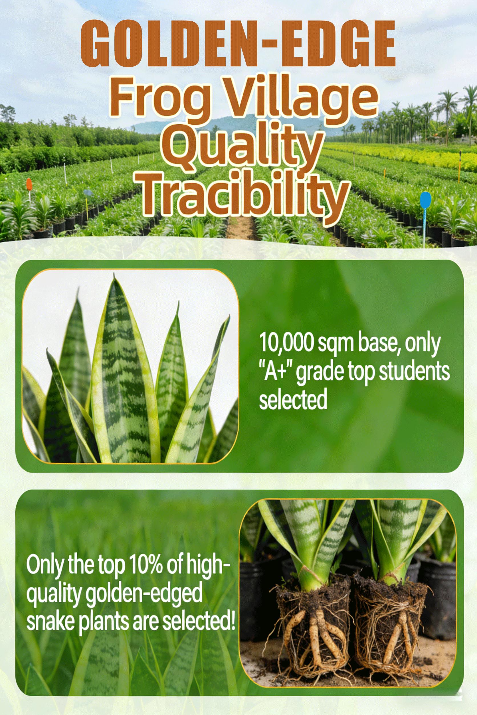 Live Exclusive | Live Snake Plant Indoor – Hardy Sansevieria Houseplant Easy Care Home Decor Plant