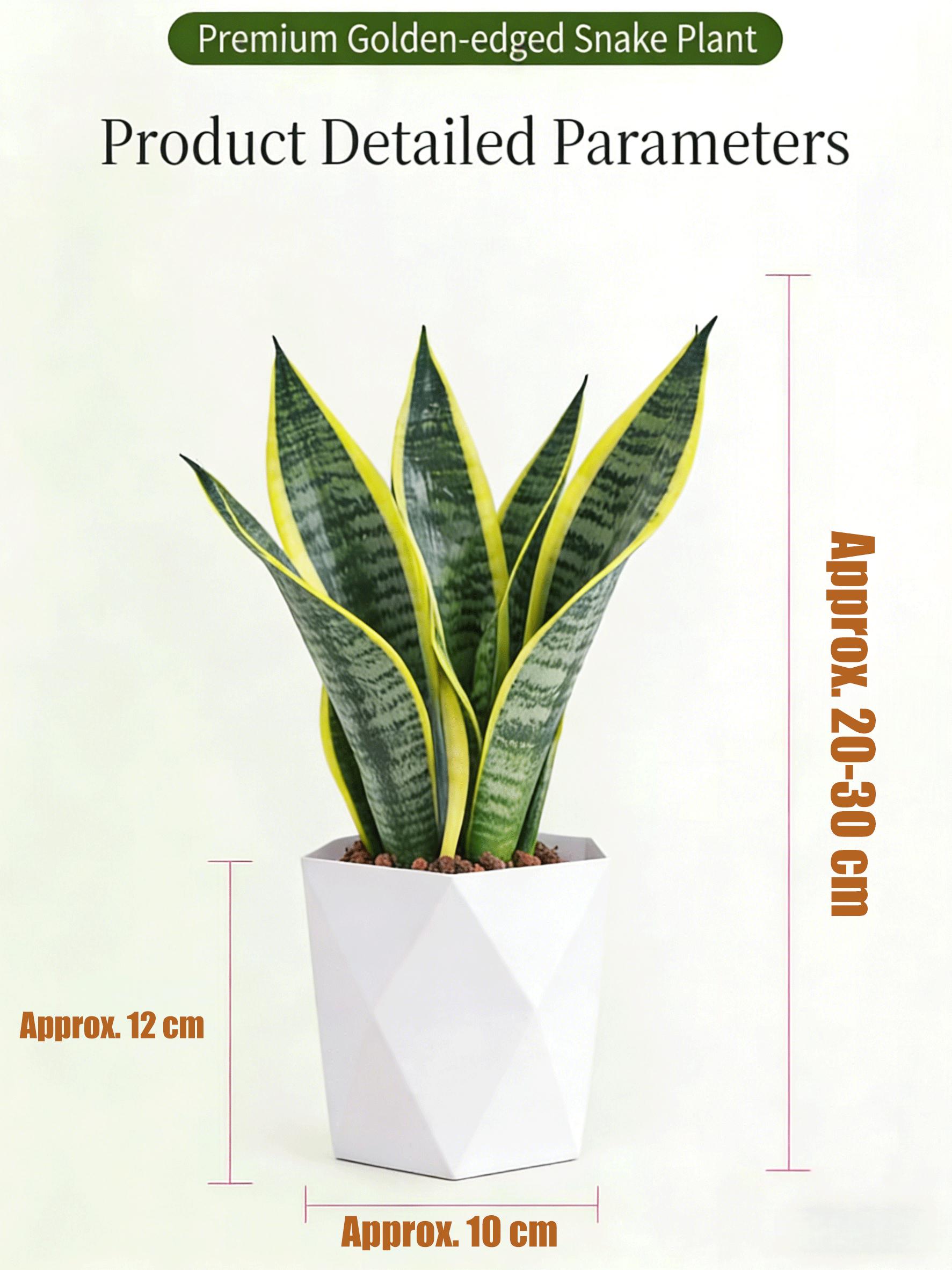 Live Exclusive | Live Snake Plant Indoor – Hardy Sansevieria Houseplant Easy Care Home Decor Plant Live Exclusive | Live Snake Plant Indoor – Hardy Sansevieria Houseplant Easy Care Home Decor Plant