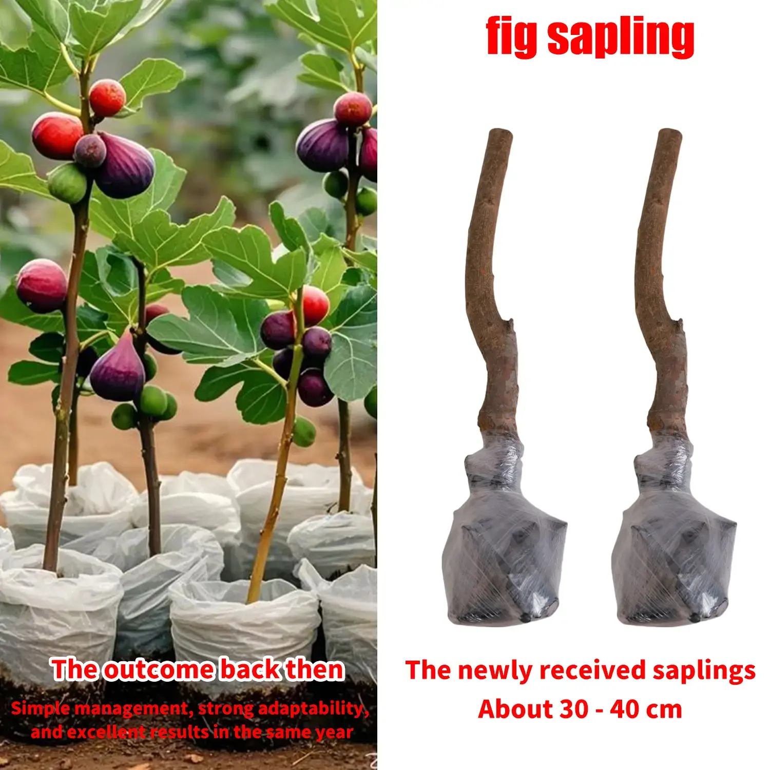 Two Fig Sapling