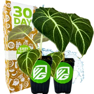 (2-Pack) Black Velvet Elephant Ear Live Plant - Alocasia reginula - Wellspring Gardens Starter Plant - Exotic Tropical Houseplant for Indoor Spaces & Outdoor Garden Landscaping - Dark Green Velvet Foliage