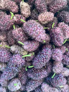 3 White Mulberry (Purple Fruit) Morus Alba Cuttings Scions