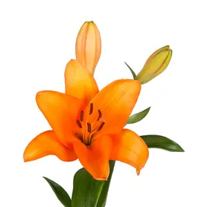Orange LA Hybrid Lilies - 80 Stems