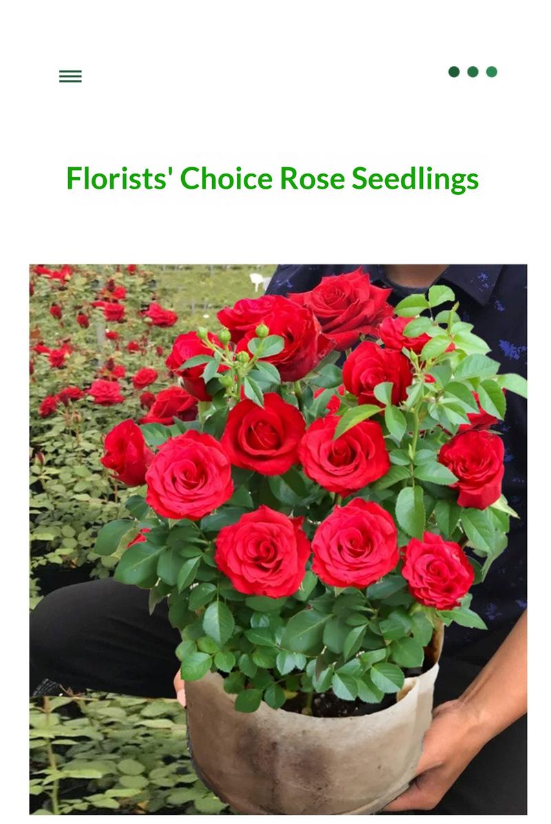 5-10 Inches Hardy Live Rose Shrub Ready to Grow Perennial Seedlings Direct Planting for Landscape Borders Country Garden Flower Beds Unique Form Stable Flowering Strong Adaptability