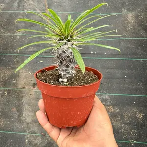 Pachypodium Lameri Madagascar Palm 4 inch pot