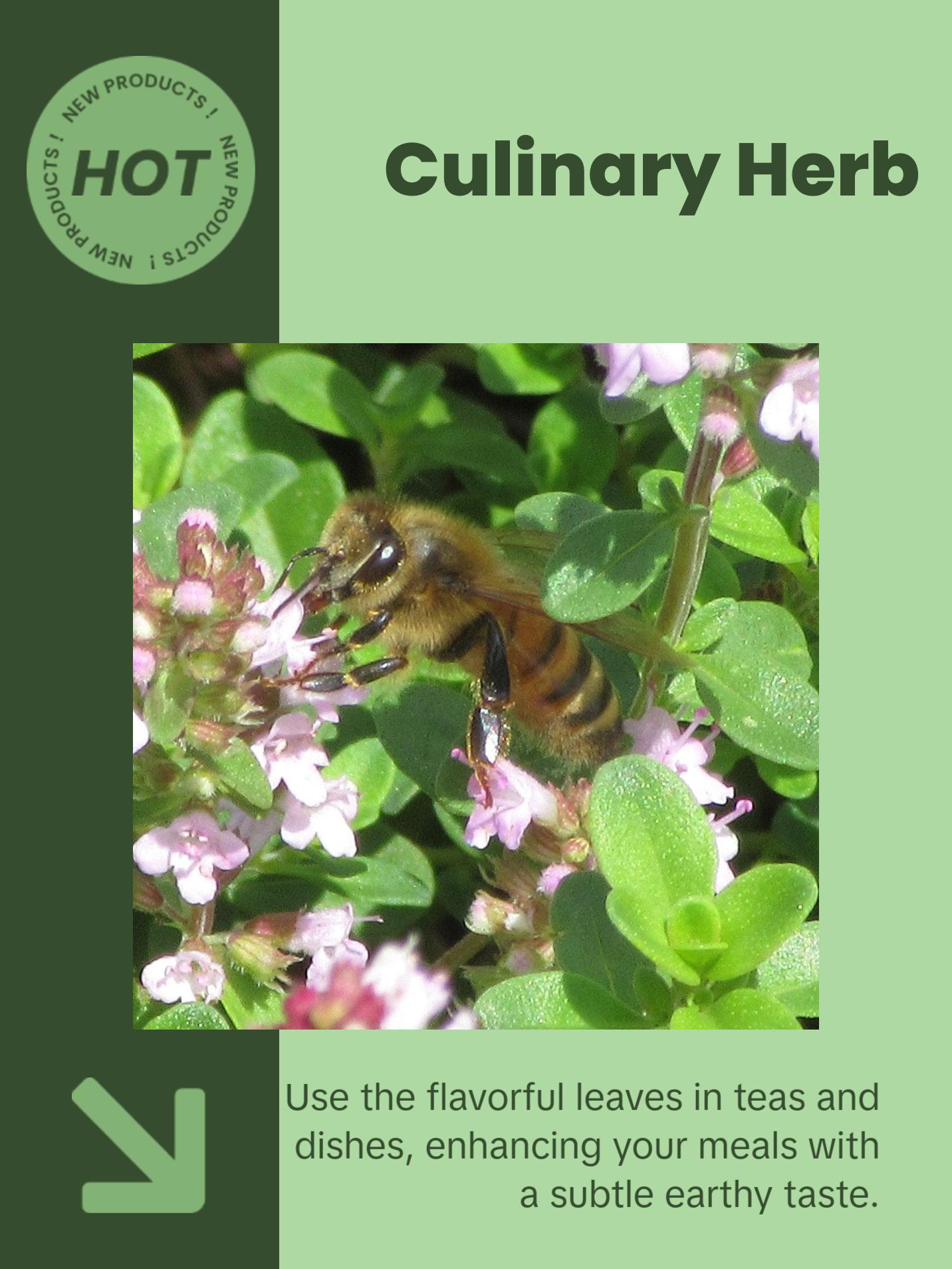 Organic Creeping Thyme Seeds (Thymus serpyllum) – 250+ Seeds for Herb Gardens, Ground Cover, and Pollinator Gardens