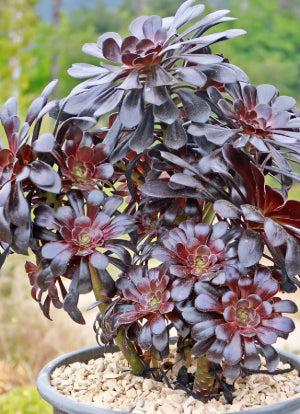 Black Rose - Aeonium arboreum zwartkop Black Rose - Aeonium arboreum zwartkop
