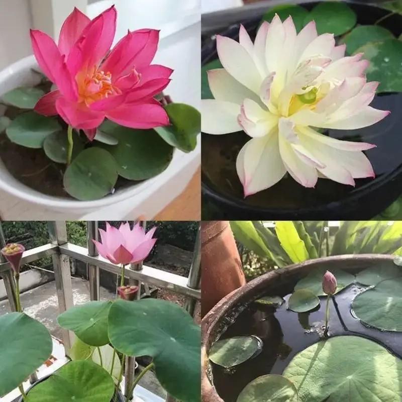 20+ pcs Mixed Colors Lotus Seeds Water Lily Flower Plant Seeds