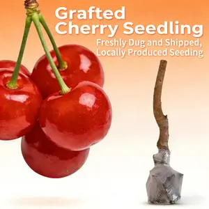 Cherry Live Plant Malpighia emarginata Compact Size Fruiting Plant Great for Gardens & Containers 17 to 19inch Height Strong Sapling