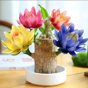 Brazilian Lucky tree,with base and mystery doll decorations, easy to plant in the home office to attracts wealth and wealth,lucky wood,Fortune tree,wooden decorative ornaments