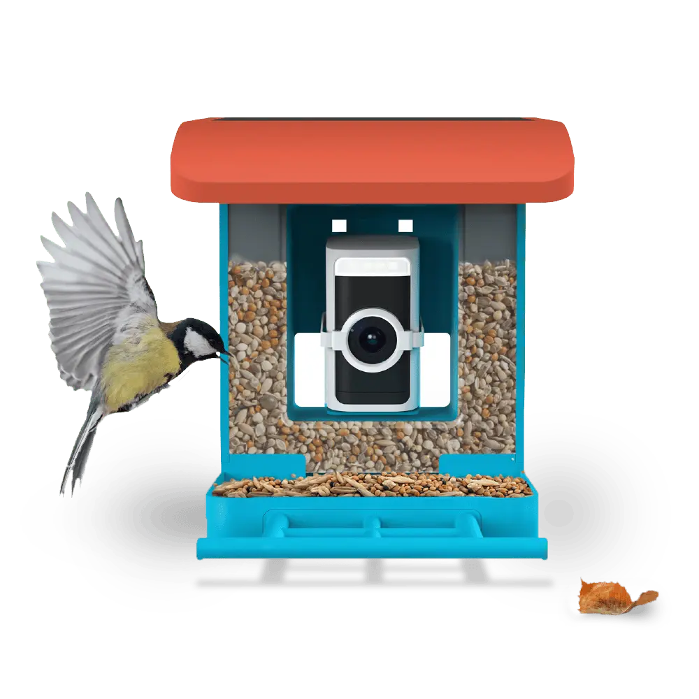 Wyze Bird Feeder with HD Camera — View & Record Live Video of Feathered Visitors with Your Favorite Wyze Camera