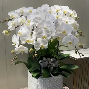 Phalaenopsis Orchid Seed Pack of 52 Long Blooming Hardy Perennial Beautiful Flowering Plant ldeal for Indoor Qutdoor Potted Display