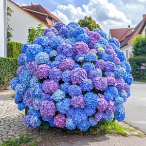 300+ Hydrangea Seeds Bulk Pack - Mixed Hydrangea Seeds Perennial Flower Seeds, Beginner-Friendly & Easy to Grow, Simple Seed-Start, for Garden Borders, Patio Containers & Partial Shade Beds