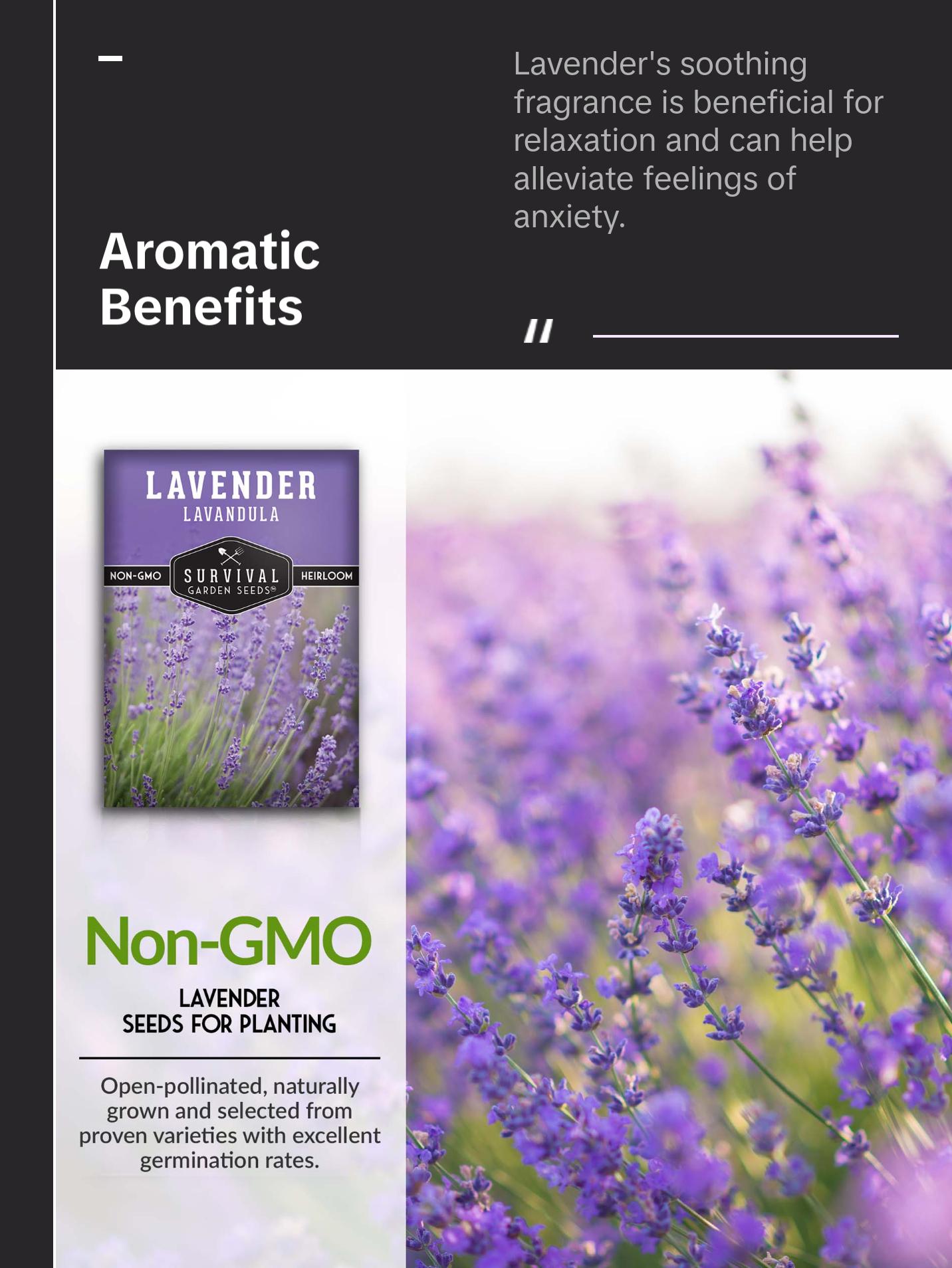 Survival Garden Seeds Lavender Seed for Garden Planting - Fragrant Flowers Non-GMO Heirloom Lavandula Herb for Relaxing & Drought Tolerant Perennial Favorite Survival Garden Seeds Lavender Seed for Garden Planting - Fragrant Flowers Non-GMO Heirloom Lavandula Herb for Relaxing & Drought Tolerant Perennial Favorite