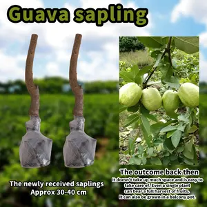 Heirloom Non-GMO Guava Sapling – Easy to Grow Fruit Tree Plant for Potted Plants, Greenhouse & Outdoor Garden, Ideal for Gardening Enthusiasts