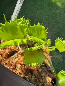 Venus Flytrap (Dionaea Muscipula) 'Chinese Dumpling' in a 3.5" pot