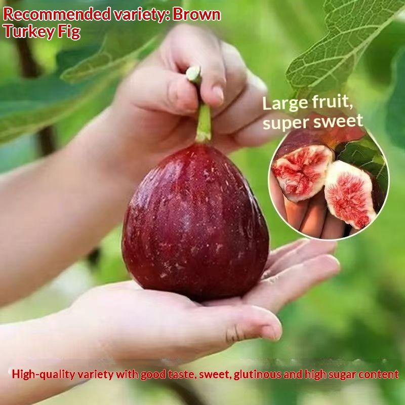 Fig Tree Seedling - Dense Roots, High Survival Rate, Seedless & Sweet - with Nutrient Soil for Beginner Gardening