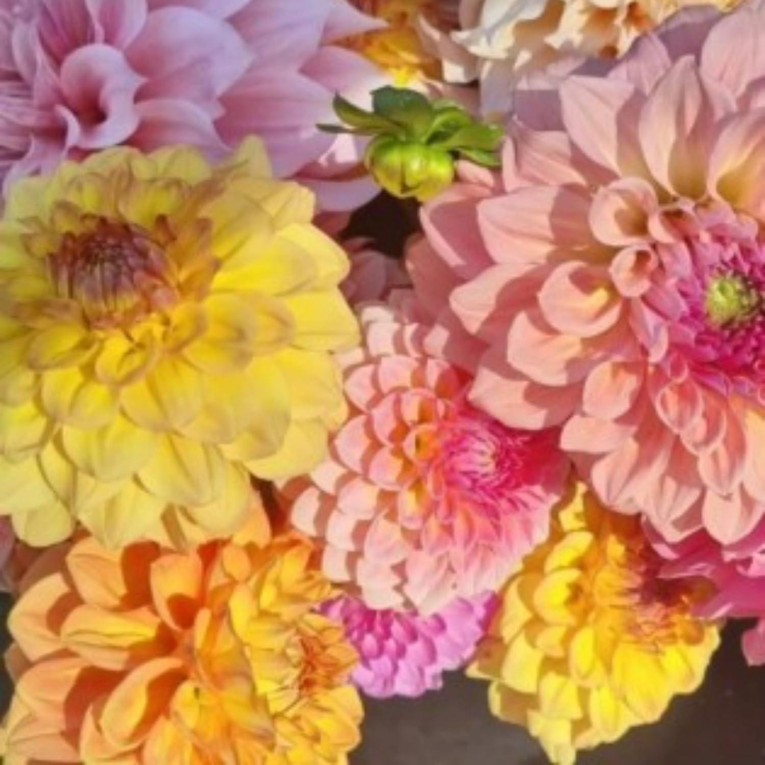 200 Dahlia Flower Seeds for Planting- Non-GMO Heirloom, Multi-Color Pompon Blooms Attract Pollinators, Rapid Outdoor Landscaping