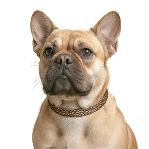 Clip-On Pet Collar — Leopard Print Pattern