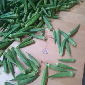 Pusa Sawani Okra Seeds (Abelmoschus esculentus) High-yielding Indian okra variety with tender green pods; heat tolerant and ideal for warm-season production