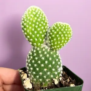 2” Opuntia Microdasys Bunny Ear Cactus Succulent Plant Pot