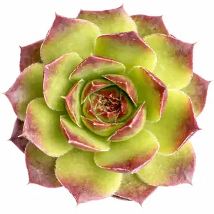 Sempervivum heuffelii 'Beatrice'