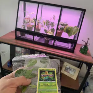 Monstera Bulbasaur Tissue Culture