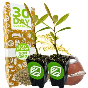 (2-Pack) Yerba Mate - Ilex paraguariensis by Wellspring Gardens - South American Tea Plant - Cultural Heritage Tree - Exotic Botanical Energizer - Holly Family Plant - Starter Plant Herb Plant