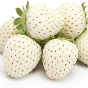 Grow Sweet & Juicy Berries at Home! 200+ Heirloom Strawberry Seeds – Non-GMO, High-Yield for Pots or Gardens