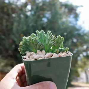 Huernia procumbens 'crested'