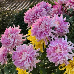 Chrysanthemum Seeds 200 Count Pack for Planting – Garden Mum Flower Seeds for Backyard Landscaping, Patio Planters, Balcony Pots and Decorative Outdoor Flower Beds – Seeds Only, Not Live Plants