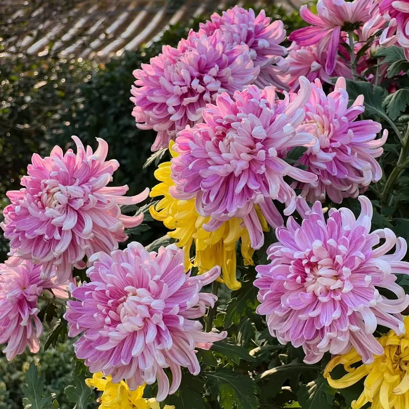 Chrysantemas planting - TikTok Shop