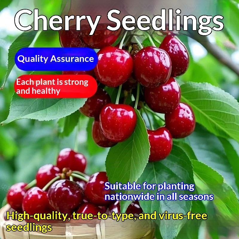 Premium Black Cherry Sapling - Sweet Cherry Tree for Home Garden, Beginner Friendly & Easy to Grow, Ready to Plant for All Gardeners