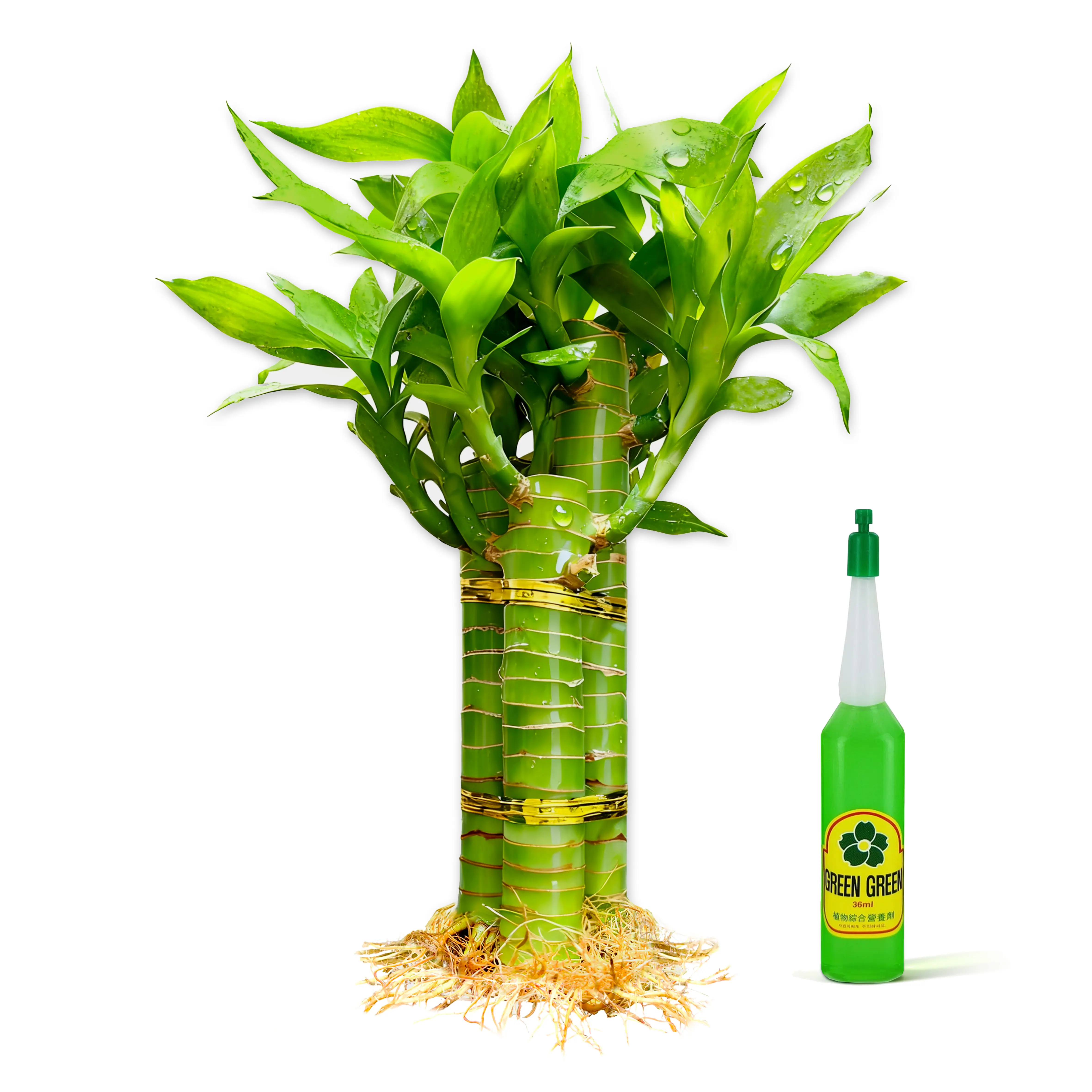 6"-8" Lucky Bamboo (3 Stalks) Live Indoor Water Plant - Multi-Height Feng Shui Decor (Nutrient Included)