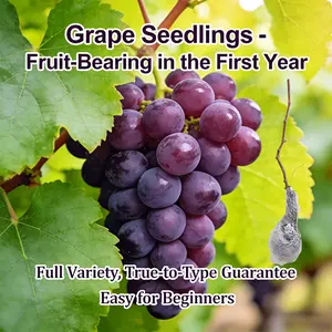 Grapevine plants suitable for home gardens, easy-to-grow grape seedlings, ideal for beginners, and fruit trees that can be planted outdoors in the backyard.