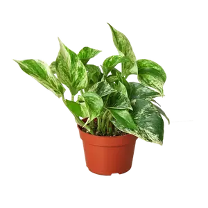 Pothos 'Marble Queen' Pothos 'Marble Queen'