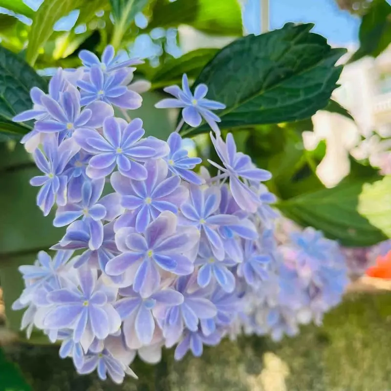 Hydrangea Sapling, Big-Bloom Flower Plant, Home Garden Outdoor Decoration