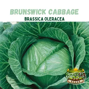 Brunswick Cabbage Seeds (Brassica oleracea) - Annual Supply