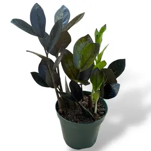 Black Raven ZZ, 4 Inch Pot, Low Maintenance Live Plant