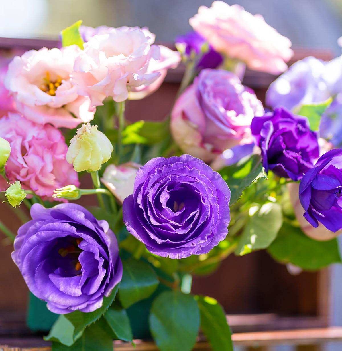 800 Pcs Lisianthus Seeds for Planting-Perennial Eustoma Grandiflorum Flower Plants Seeds