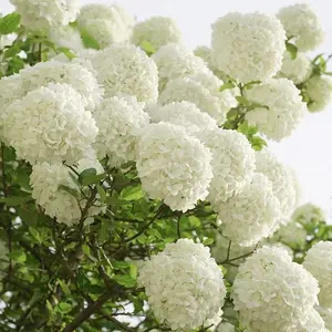 White Hydrangea Seeds (200+ Seeds) – Elegant Large-Bloom Shrubs for Classic Garden Landscapes
