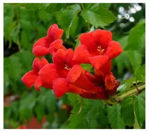 Cottage Farms 2-Piece Red Hot Trumpet Vine