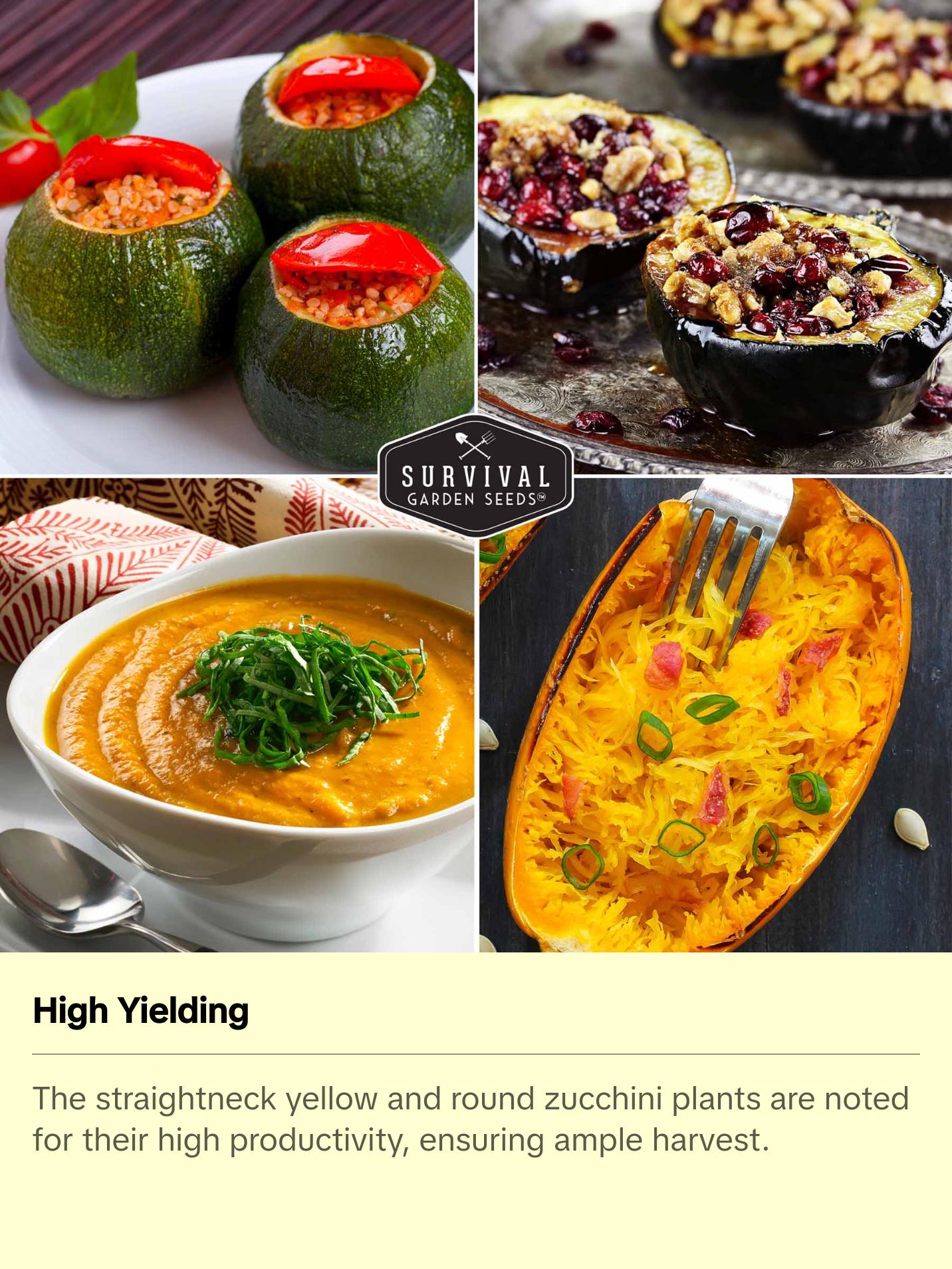 Survival Garden Seeds Squash Seed Collection - Winter & Summer Squash - 5 Non-GMO Heirloom Varieties for Planting - Round Zucchini, Straightneck Yellow, Spaghetti, Butternut, Acorn Squash - Easy to Grow - Compact & High Yields Survival Garden Seeds Squash Seed Collection - Winter & Summer Squash - 5 Non-GMO Heirloom Varieties for Planting - Round Zucchini, Straightneck Yellow, Spaghetti, Butternut, Acorn Squash - Easy to Grow - Compact & High Yields